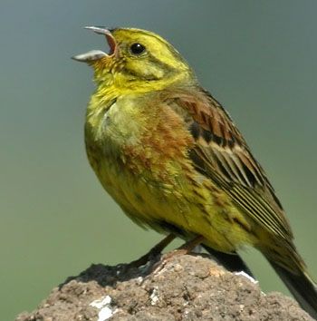 l'inarticulation du chant des oiseaux